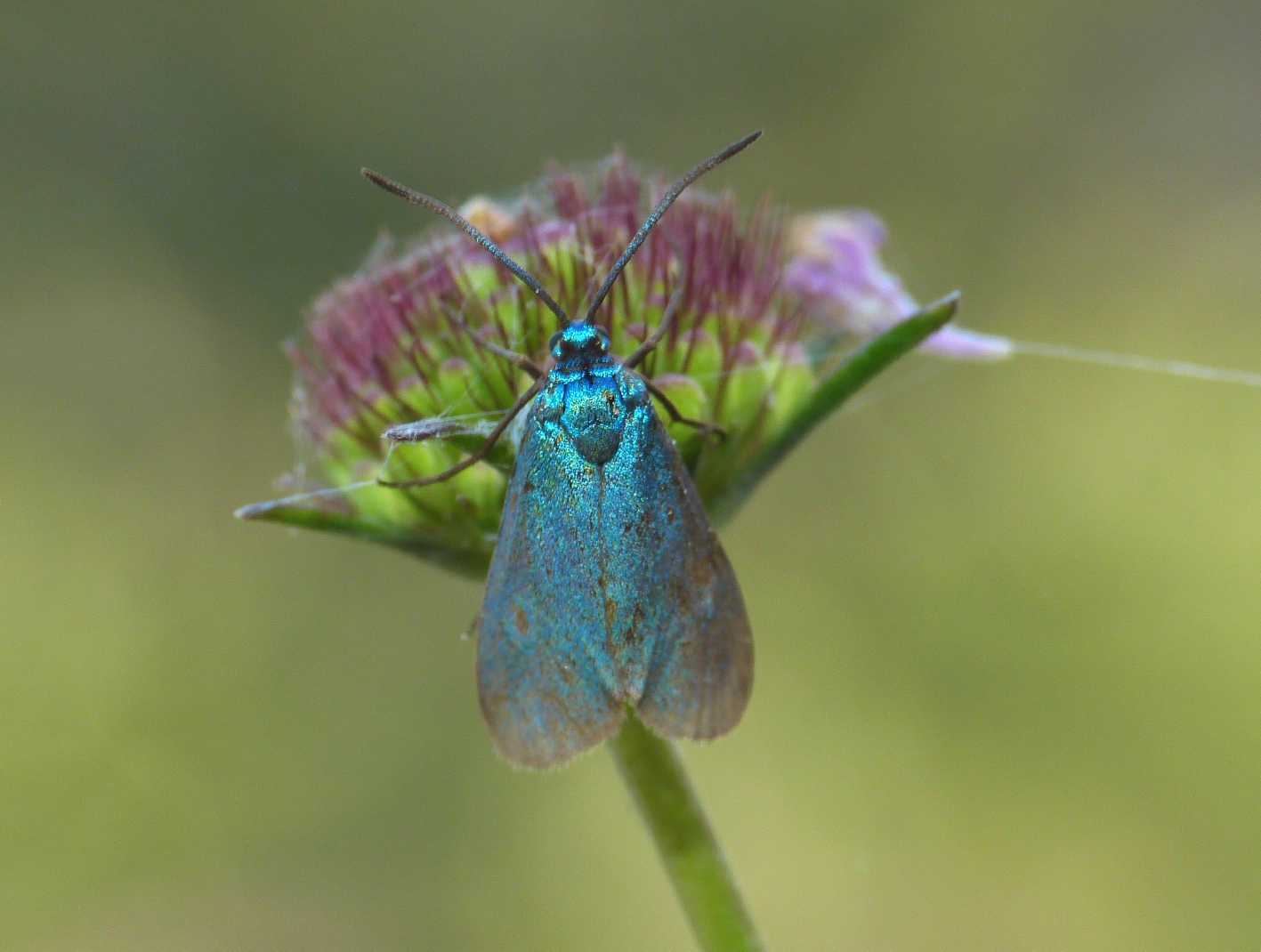 Farfallina di raso